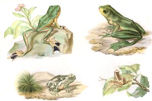 Antique Animal Illustration of Rhacophorus Reinwardtii Tree Frog in the Public Domain