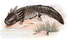 Antique Animal Illustration of Siredon Axolotl in the Public Domain