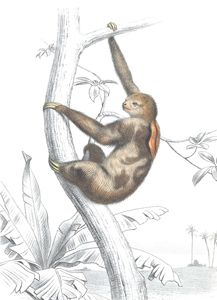 Antique Animal Illustration of Sloth in the Public Domain