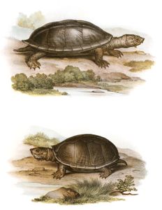 Antique Animal Illustration of Stauritypus Tryporcalus and Cinosternon Pensyloanicum in the Public Domain