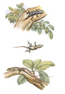 Antique Animal Illustration of Various Lizards 3 in the Public Domain