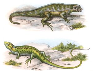 Antique Animal Illustration of Various Lizards 4 in the Public Domain