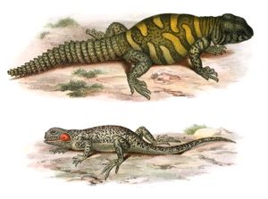 Antique Animal Illustration of Various Lizards 5 in the Public Domain