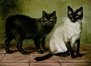Black Manx and Royal Siamese Cats Vintage Cat Illustrations in the Public Domain