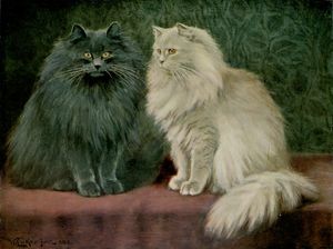 Blue and Cream Persian Cats Vintage Cat Illustrations in the Public Domain
