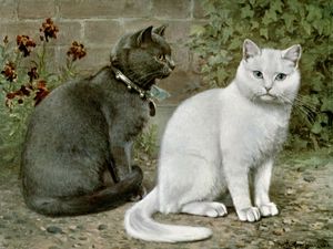Blue and Wihte Short Haired Cats Vintage Cat Illustrations in the Public Domain