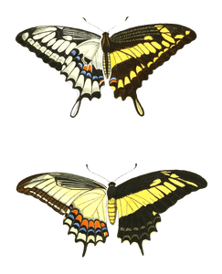 King Swallowtail Papilion Thoas Vintage Butterfly Illustration