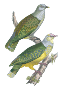 Kukutreron Oopa Vintage Dove Illustrations in the Public Domain