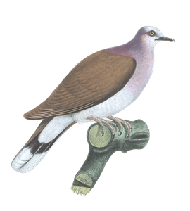 Leptoptila Jamaicensis Vintage Dove Illustrations in the Public Domain