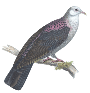 Leucomelaena Norfolciensis Vintage Dove Illustrations in the Public Domain
