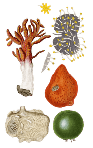 Lobulaire Palme Vintage Sea Anemone Illustrations in the Public Domain
