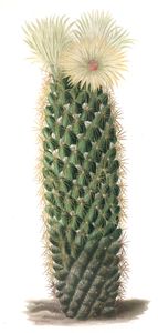 Mammillaria Erecta Vintage Cactus Illustrations