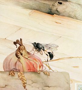 Mason Wasp Vintage Illustration of Insects