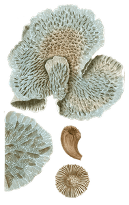 Monticulaire Feuille Turbinolie Sillonnee Vintage Coral Illustrations in the Public Domain