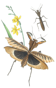 New Genus of Mantideous Orthoptera Vintage Insect Illustration