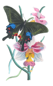 New Indian Species of Papilio Vintage Butterfly Illustration