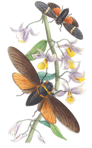 On the Opaque Winged Species of Cicada Vintage Illustration