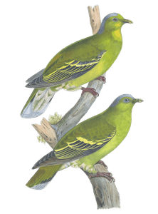 Osmoteron Pompadora Vintage Dove Illustrations in the Public Domain