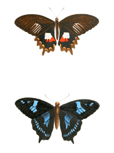 Papil Alphenor Phorbanta Vintage Butterfly Illustration