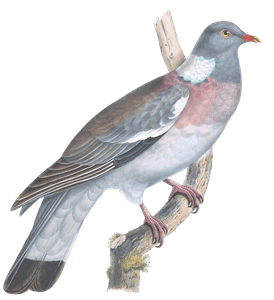 Palumbus Torquatus Vintage Dove Illustrations in the Public Domain