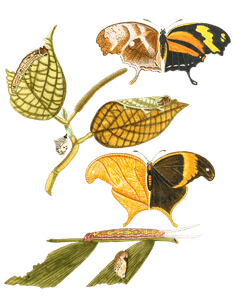 Papil Fabius Vintage Butterfly Illustration