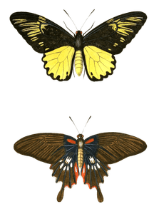 Papilion Amphrifus Meanor Vintage Butterfly Illustration