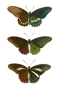 Papilion Amulius Numitor Crafsus Vintage Butterfly Illustration
