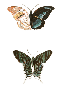 Papilion Demophon Leilus Vintage Butterfly Illustration
