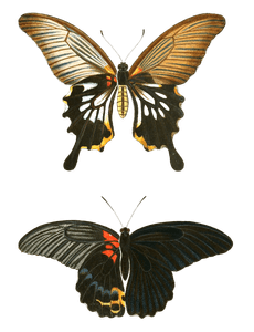 Papilion Mas Orontes Ovutum Vintage Butterfly Illustration