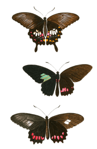 Papilion Polytes Sefoftris Tullus Vintage Butterfly Illustration