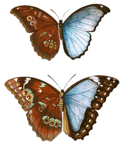 Papilionum Menlaus Neftor Vintage Butterfly Illustration