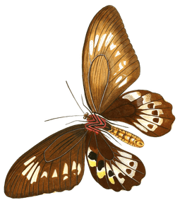 Papilio Panthous Brown Butterfly Vintage Butterfly Illustration