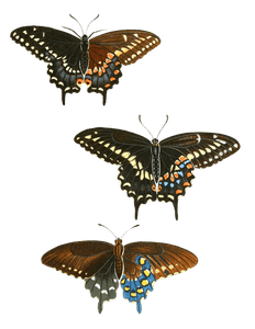 Papil Mas Foem Philenor Vintage Butterfly Illustration