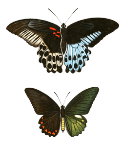 Papil Potymnetor Vintage Butterfly Illustration