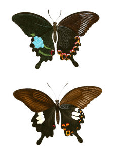 Paris Peacock Paris Red Helen Papilio Helenus Vintage Butterfly Illustration