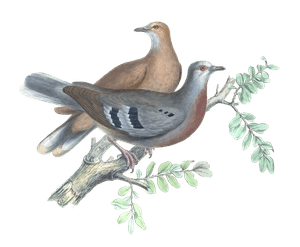 Peristera Mondetoura Vintage Dove Illustrations in the Public Domain