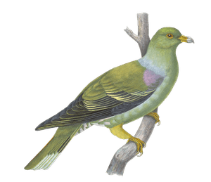 Phalacroteron Delalandii Vintage Dove Illustrations in the Public Domain
