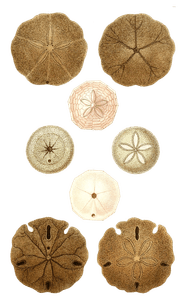 Placentule Rondache Lagane Orbiculaire L Decagone Scutelle a Quatre Trous Sea Urchins Vintage Sea Urchin Illustrations in the Public Domain