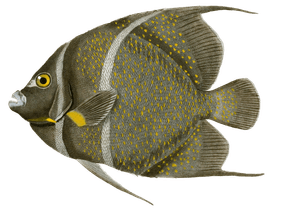 Pomacanthe a Ceinture Vintage Fish Illustrations in the Public Domain