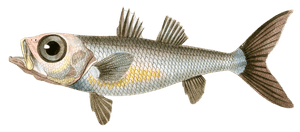 Pomatome Telescope Pomatomus Telescopium R Vintage Fish Illustrations in the Public Domain