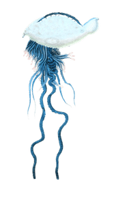 Portuguese Man of War Bluebottle Vintage Jellyfish Illustrations in the Public Domain