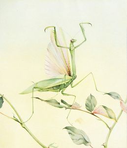 Praying Mantis Vintage Illustration of Insects