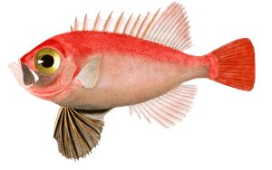 Priacanthe Du Japon Vintage Fish Illustrations in the Public Domain
