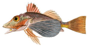 Prionote Chaussetrape Vintage Fish Illustrations in the Public Domain