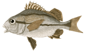 Pristipome a Deux Lignes Vintage Fish Illustrations in the Public Domain