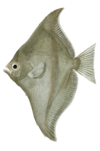 Psettus De Seba Vintage Fish Illustrations in the Public Domain