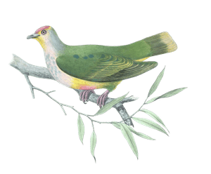 Ptilopus Flavicollis Vintage Dove Illustrations in the Public Domain