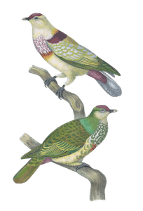 Ptilopus Mariae Vintage Dove Illustrations in the Public Domain