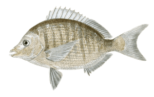 Puntazzo Common Vintage Fish Illustrations in the Public Domain
