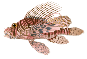 Red Lionfish Pterois Volant Vintage Fish Illustrations in the Public Domain
